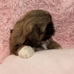 Liver and White Girl 3 - Liver and white female Shih Tzu puppy in North Port, Florida from Marlene Kenney's Shih Tzus