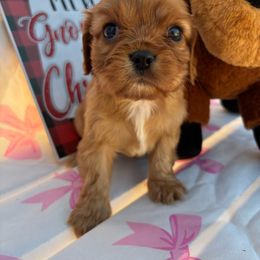 Noelle - Ruby female Cavalier King Charles Spaniel puppy in West Sacramento, California from Happily Ever After Cavaliers