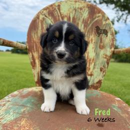 Fred - Black tri-color male Australian Shepherd puppy in El Dorado Springs, Missouri from OR Aussies