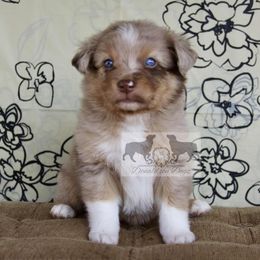 Ducky - Red merle female Australian Shepherd puppy in Elkhart, Texas from Donaldson Dogz