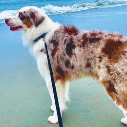 Charlie - Australian Shepherd