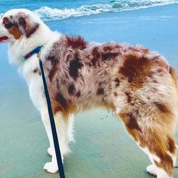 Charlie - Australian Shepherd