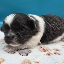 Blue and White Male - Blue and white male Shih Tzu puppy in Oakville, Washington from Garrard Creek Shih Tzus
