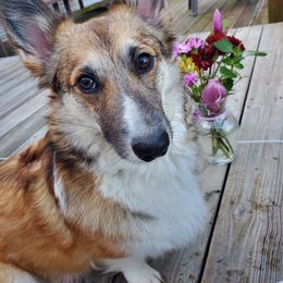 Pembroke Welsh Corgis from Cozy Hearth Cogis