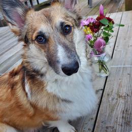 Pembroke Welsh Corgis from Cozy Hearth Cogis