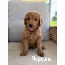 Neptune - Red  male Goldendoodle puppy in Smithfield, Kentucky from KBK9 Kennels