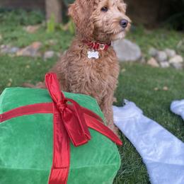 Goldendoodle Puppies from Dhalia’s Doodles
