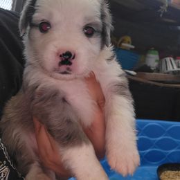 Scar - Blue merle male Miniature Australian Shepherd puppy in Dalhart, Texas from RNL Family Raised Pups