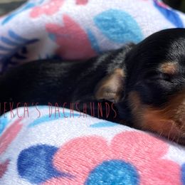Chococat - Black and tan Dachshund puppy in Orem, Utah from Miekca’s Dachshunds