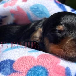 Chococat - Black and tan Dachshund puppy in Orem, Utah from Miekca’s Dachshunds