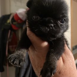 Peggy Pugpool - Black female Pug puppy in Onalaska, Washington from Cupid’s Pugs