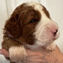 Boy 2 - Red male Bernedoodle puppy in Westminster, South Carolina from Goldendoodlepuppiessc