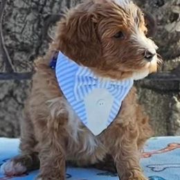 Double Doodle, Goldendoodle, and Labradoodle Puppies from The Doodle Ranch-California