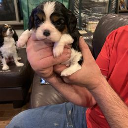 Boy 3 - Tri-color Cavalier King Charles Spaniel puppy in St. Cloud, Minnesota from Embricks Cavaliers
