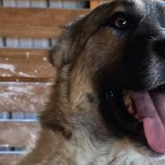 Armenian Gamprs from Lazy I Farmstead