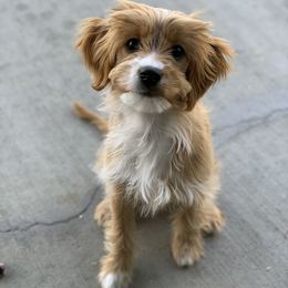 Cavalier King Charles Spaniel and Cavapoo Puppies from PJE Cavs and Poos
