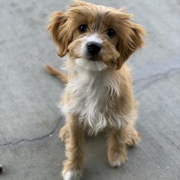 Cavalier King Charles Spaniel and Cavapoo Puppies from PJE Cavs and Poos