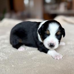 Girl 2 - female Miniature Australian Shepherd puppy in Austin, Texas from Dripping Springs Mini Aussies