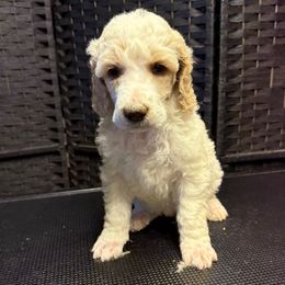 Yellow collar - Parti female Poodle puppy in New Kensington, Pennsylvania from Happy puppy tails