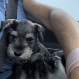 Border Collie and Miniature Schnauzer Puppies from Circle R Sidney