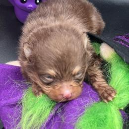 Girl 1 - Chocolate and tan female Pomeranian puppy in Brentwood, California from Royalpawpoms