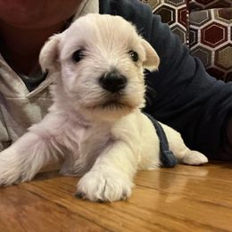 Miniature Schnauzers from Rebel Schnauzers