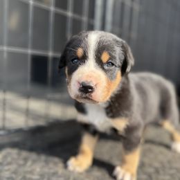 Purple girl - Black, white and red female Greater Swiss Mountain Dog puppy in Woodland, Washington from Woodland Swissie’s