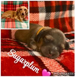 Sugarplum-Shaded Cream- will fade to cream-Price Listed - Cream female Dachshund puppy in Biloxi, Mississippi from Southern Doxies Ms