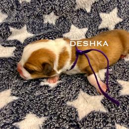 Deshka - Red and white female American Corgi puppy in Sedro Woolley, Washington from Patriot Corgis