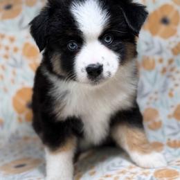Cuddles - Black tri female Toy Australian Shepherd puppy in Liberty Hill, Texas from Pistol Paws Aussies