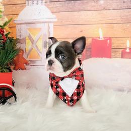 Boston Terrier Puppies from Our Gang Bostons