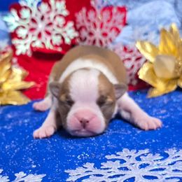 Red Boy - Red male Boston Terrier puppy in Corsicana, Texas from JT Bostons