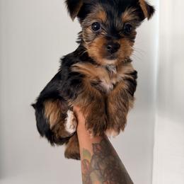 CKC Aspen - Black and tan male Yorkshire Terrier puppy in North Carolina from Many Minnie Yorkies