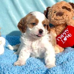 Little Louie - Blenheim male Cavapoo puppy in Fort Worth, Texas from Creekwood Miniature Cavapoos