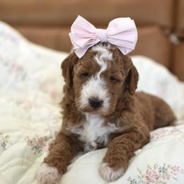 Willow - Red  female Goldendoodle puppy in Berlin, Ohio from Doodle Babys