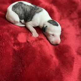 Fanny - Fawn brindle female Whippet puppy in Clinton, Tennessee from Ivanhoe Borzoi