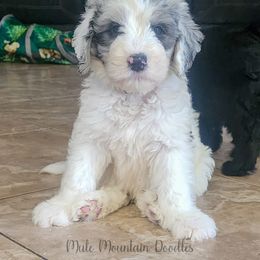 Labradoodle and Sheepadoodle Puppies from Mule Mountain Doodles