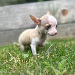 Tiny Minnie (  will be 3-4 pounds full grown) - Gold and white female Chihuahua puppy in Alvord, Texas from Gift of Gods Favor