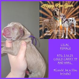 Great Dane Puppies from LakeSide Danes