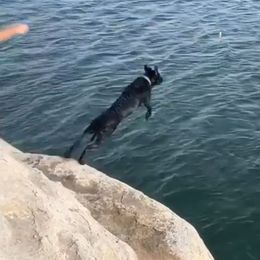 Labrador Retriever All Grown Up from Rocky Mountain Dogs - Utah