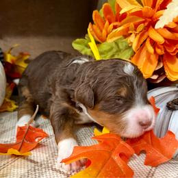 Cinnamon - Tri-color female Bernedoodle puppy in Gilbert, Arizona from The Berne Barn... it’s a Doodle thing!
