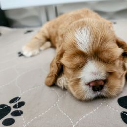 Cocker Spaniel Puppies from Lupine Cocker Spaniels