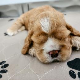 Cocker Spaniel Puppies from Lupine Cocker Spaniels