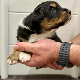 Tony - Black tri-color male Australian Shepherd puppy in Collinston, Utah from Corbridge Aussies