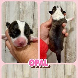 Opal - Brindle and white female American Corgi puppy in Fort Worth, Texas from King of Hearts Kennels