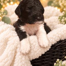 Dorothy - Parti female Poodle puppy in Washington, Pennsylvania from Patriotic Poodles