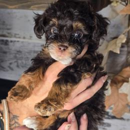 Saturn - Red tri-color male Aussiedoodle puppy in Prescott Valley, Arizona from Ramirez Family Doodles