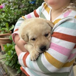 Gertrude - Yellow female Labrador Retriever puppy in Alger, Ohio from Osborne Family Retrievers