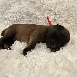 Red - Wheaten male Soft Coated Wheaten Terrier puppy in Newark, Ohio from Valleydayle Doodles and Wheatens