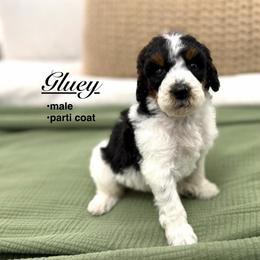 Gluey - Black and white male Bernedoodle puppy in Jackson, Mississippi from T.M. Poodles & Doodles